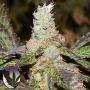 Cookie F2 Regular Marijuana Strain by Purple Caper For Sale Online at Cannabis Seeds Outlet