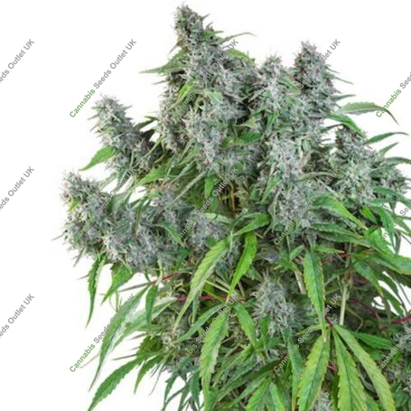 Frosty Friday Regular Marijuana Strain by Super Sativa Seed Club For Sale Online at Cannabis Seeds Outlet