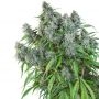 Frosty Friday Regular Marijuana Strain by Super Sativa Seed Club For Sale Online at Cannabis Seeds Outlet