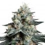 Lava Freeze Feminized Marijuana Strain by Super Sativa Seed Club For Sale Online at Cannabis Seeds Outlet