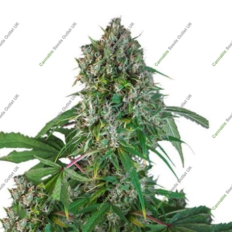 Karels Herer Haze Marijuana Strain by Super Sativa Seed Club For Sale Online at Cannabis Seeds Outlet