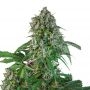 Karels Herer Haze Marijuana Strain by Super Sativa Seed Club For Sale Online at Cannabis Seeds Outlet