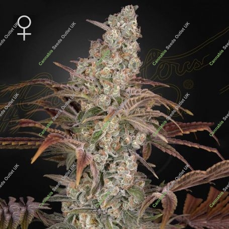 Jacks Dream Feminized Marijuana Strain by Greenhouse Seeds For Sale Online at Cannabis Seeds Outlet
