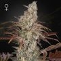 Jacks Dream Feminized Marijuana Strain by Greenhouse Seeds For Sale Online at Cannabis Seeds Outlet