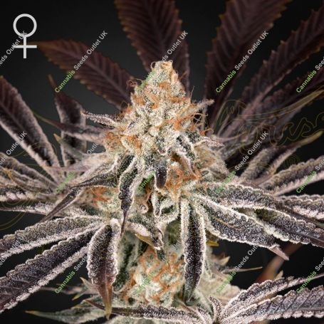 Dark Phoenix Feminized Marijuana Strain by Greenhouse Seeds For Sale Online at Cannabis Seeds Outlet