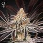Dark Phoenix Feminized Marijuana Strain by Greenhouse Seeds For Sale Online at Cannabis Seeds Outlet