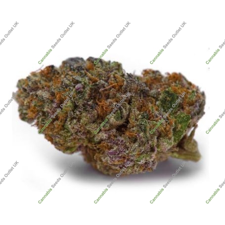 Blue Dream Sherbet Auto Marijuana Strain by Growers Choice For Sale Online at Cannabis Seeds Outlet