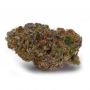 Blue Dream Sherbet Auto Marijuana Strain by Growers Choice For Sale Online at Cannabis Seeds Outlet