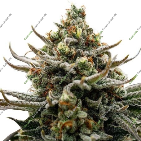 Bruce Banner III Auto Feminized Marijuana Strain by Growers Choice For Sale Online at Cannabis Seeds Outlet