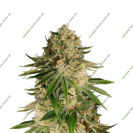 Critical Kush Feminized Marijuana Strain by Our Own Weed Breeders For Sale Online at Cannabis Seeds Outlet