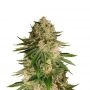 Critical Kush Feminized Marijuana Strain by Our Own Weed Breeders For Sale Online at Cannabis Seeds Outlet