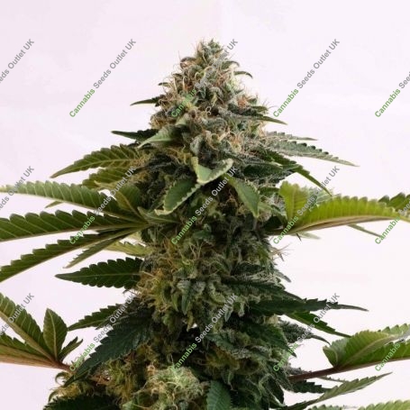 Amnesia Dream XL Auto Edition Feminized Marijuana Strain by Kannabia For Sale Online at Cannabis Seeds Outlet