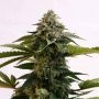 Amnesia Dream XL Auto Edition Feminized Marijuana Strain by Kannabia For Sale Online at Cannabis Seeds Outlet