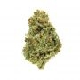 Kannabia Amnesia Dream XL Auto Edition Smoke Buds Weed Ganja Skunk Dope Pot Images Pics Nuggets