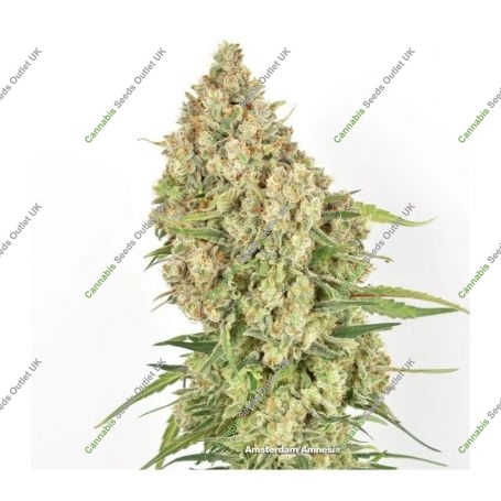 Amsterdam Amnesia Feminized Marijuana Strain by Dutch Passion For Sale Online at Cannabis Seeds Outlet