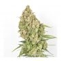 Amsterdam Amnesia Feminized Marijuana Strain by Dutch Passion For Sale Online at Cannabis Seeds Outlet