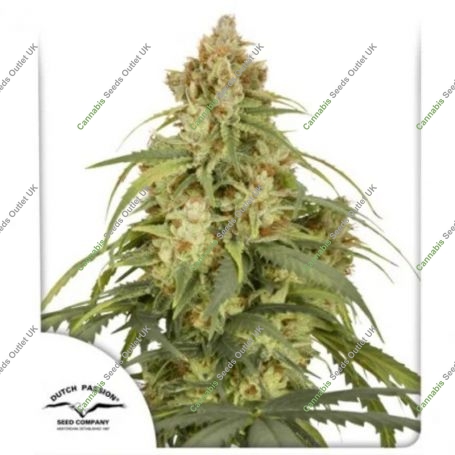 CBD-Victory Auto Feminized Marijuana Strain by Dutch Passion For Sale Online at Cannabis Seeds Outlet