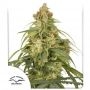 CBD-Victory Auto Feminized Marijuana Strain by Dutch Passion For Sale Online at Cannabis Seeds Outlet