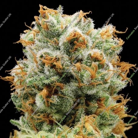 Bola Mintz Feminized Marijuana Strain by Anesia Seeds For Sale Online at Cannabis Seeds Outlet