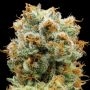 Bola Mintz Feminized Marijuana Strain by Anesia Seeds For Sale Online at Cannabis Seeds Outlet