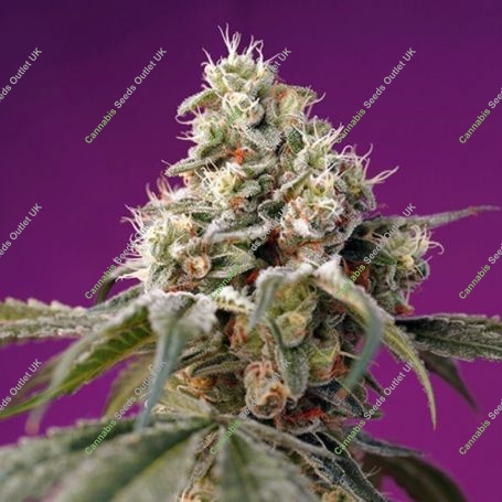 Bruce Banner Auto Feminized Marijuana Strain by Sweet Seeds For Sale Online at Cannabis Seeds Outlet