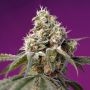 Bruce Banner Auto Feminized Marijuana Strain by Sweet Seeds For Sale Online at Cannabis Seeds Outlet