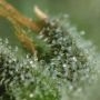 Bruce Banner Auto Feminized by Sweet Seeds THC Content Potency Strength CBD Height Yield Flowering Time Indica Sativa Genetics