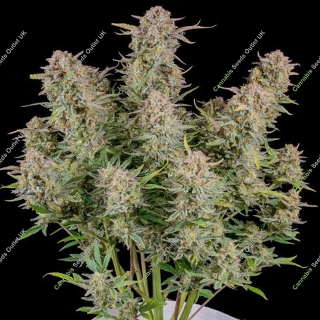 Bruce Banner Auto Feminized Marijuana Strain by Fast Buds For Sale Online at Cannabis Seeds Outlet