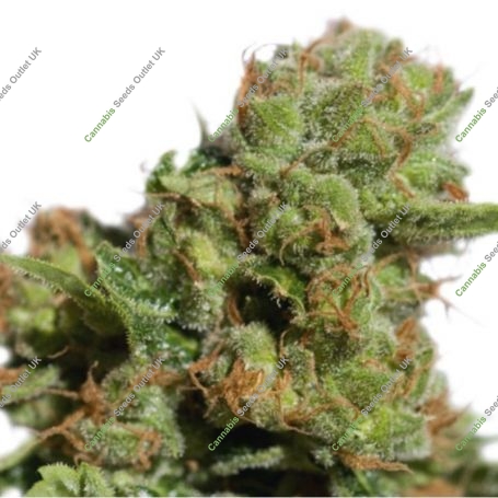 Bruce Lemon Diesel Auto Feminized Marijuana Strain by Super Sativa Seed Club For Sale Online at Cannabis Seeds Outlet