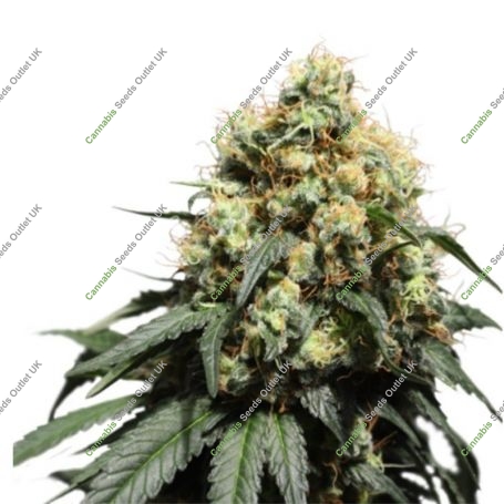 Bruce Lemon Diesel Feminized Marijuana Strain by Super Sativa Seed Club For Sale Online at Cannabis Seeds Outlet