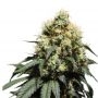 Bruce Lemon Diesel Feminized Marijuana Strain by Super Sativa Seed Club For Sale Online at Cannabis Seeds Outlet