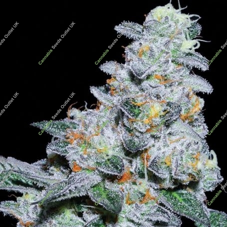 Captain Future Feminized Marijuana Strain by Anesia Seeds For Sale Online at Cannabis Seeds Outlet