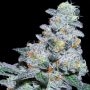 Captain Future Feminized Marijuana Strain by Anesia Seeds For Sale Online at Cannabis Seeds Outlet