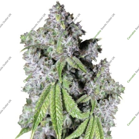 Charlottes Dream CBD Auto Marijuana Strain by Growers Choice For Sale Online at Cannabis Seeds Outlet