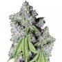 Charlottes Dream CBD Auto Marijuana Strain by Growers Choice For Sale Online at Cannabis Seeds Outlet