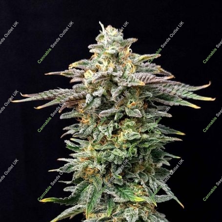 Cherry Dream Edition Feminized Marijuana Strain by Kannabia For Sale Online at Cannabis Seeds Outlet