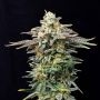Cherry Dream Edition Feminized Marijuana Strain by Kannabia For Sale Online at Cannabis Seeds Outlet