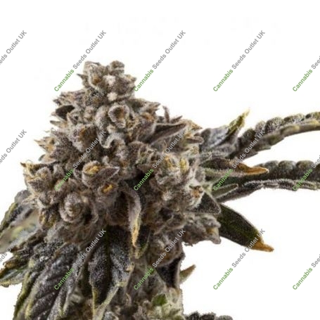 Chocolate Sherbet Feminized Marijuana Strain by Growers Choice For Sale Online at Cannabis Seeds Outlet