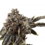 Chocolate Sherbet Feminized Marijuana Strain by Growers Choice For Sale Online at Cannabis Seeds Outlet