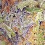 Chocolate Sherbet Feminized by Growers Choice THC Content Potency Strength CBD Height Yield Flowering Time Indica Sativa Genetic