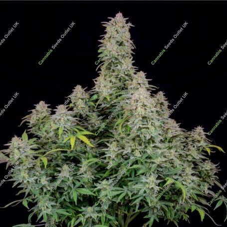 Forbidden Runtz Feminized Marijuana Strain by Fast Buds For Sale Online at Cannabis Seeds Outlet