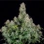 Forbidden Runtz Feminized Marijuana Strain by Fast Buds For Sale Online at Cannabis Seeds Outlet