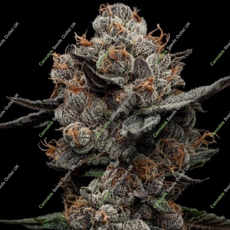Frosted Acai Feminized Marijuana Strain by Black Farm Genetix For Sale Online at Cannabis Seeds Outlet