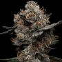 Frosted Acai Feminized Marijuana Strain by Black Farm Genetix For Sale Online at Cannabis Seeds Outlet