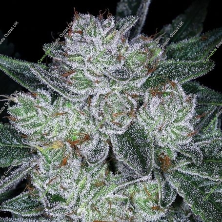 Future No1 Auto Feminized Marijuana Strain by Anesia Seeds For Sale Online at Cannabis Seeds Outlet