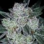 Future No1 Auto Feminized Marijuana Strain by Anesia Seeds For Sale Online at Cannabis Seeds Outlet