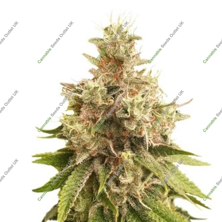 Golden Apple Haze Regular Marijuana Strain by Super Sativa Seed Club For Sale Online at Cannabis Seeds Outlet