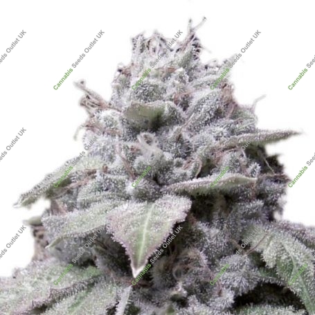 Gorilla Cookies Auto Feminized Marijuana Strain by Growers Choice For Sale Online at Cannabis Seeds Outlet