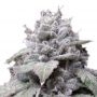 Gorilla Cookies Auto Feminized Marijuana Strain by Growers Choice For Sale Online at Cannabis Seeds Outlet