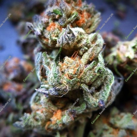Grapefruit x Bubblegum Auto Marijuana Strain by Growers Choice For Sale Online at Cannabis Seeds Outlet